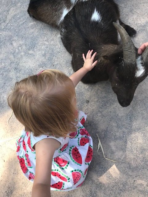 Our daughter stroking a goat at the farm at Chessington World of Adventures