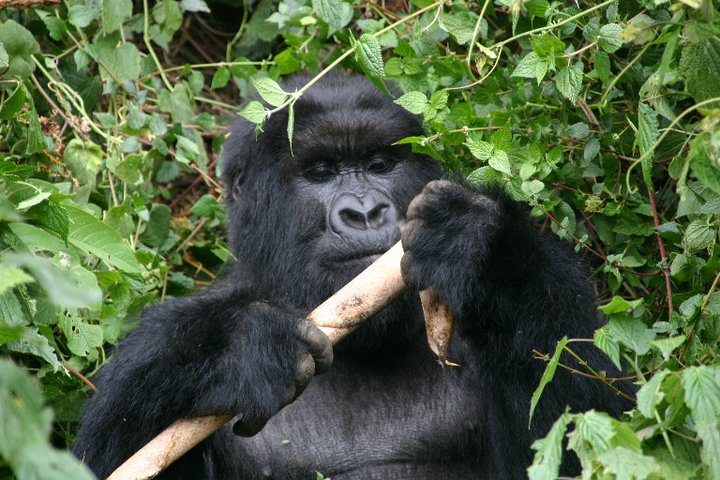 gorilla eating bamboo