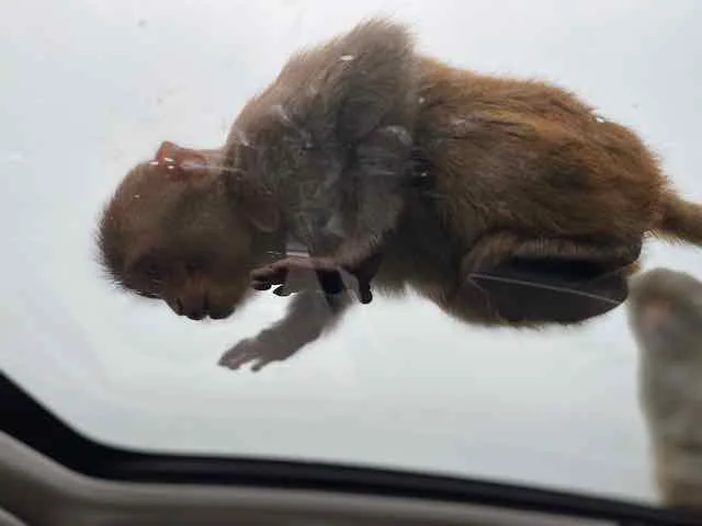 monkey looking through car roof