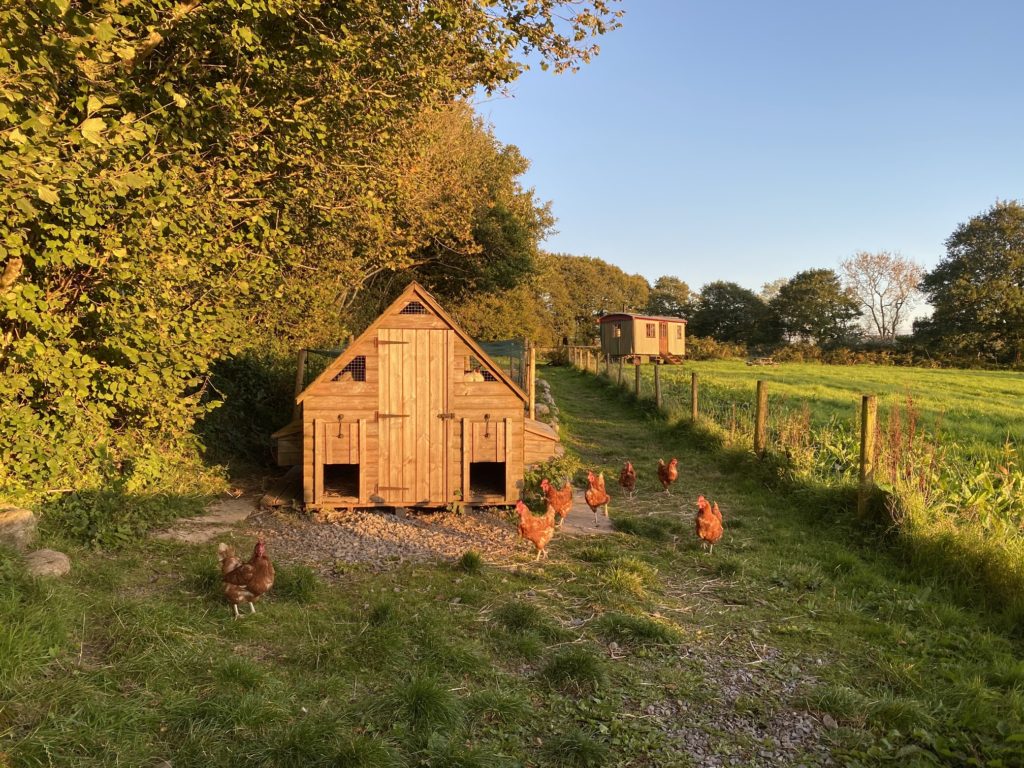 chicken coop at Cwmberach Farm TRAVEL REVIEW - Glamping at Cwmberach Uchaf Farm with Feather Down