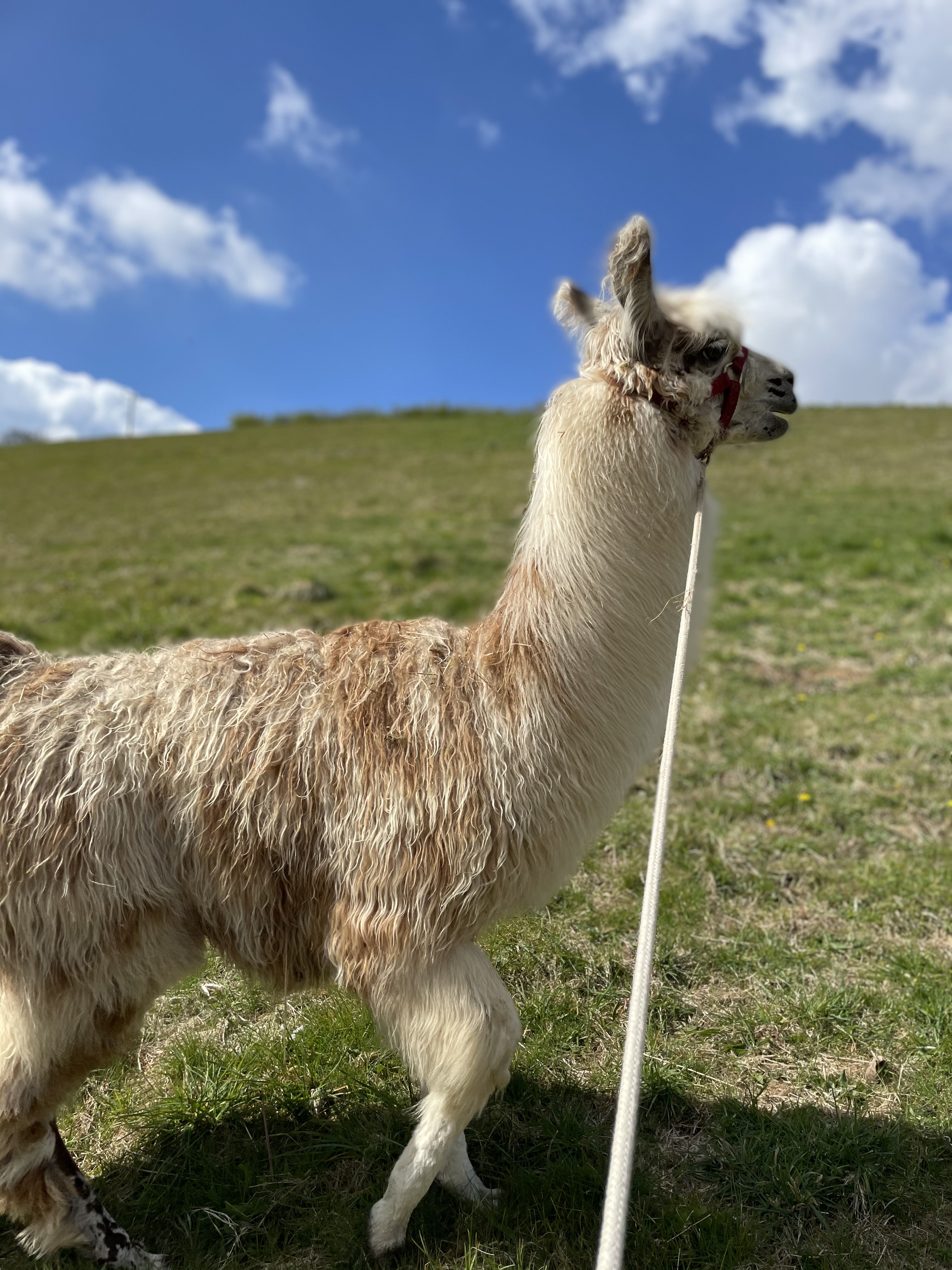 a llama on a hill being walked on a lead