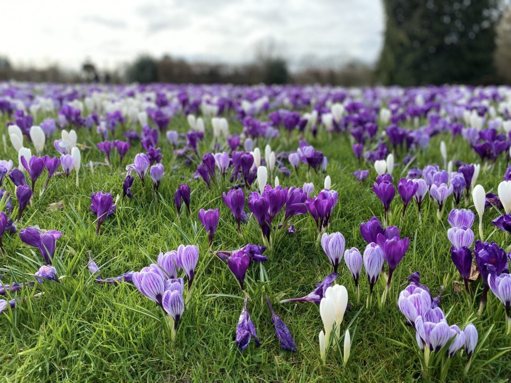 Flowers at Wisley RHS