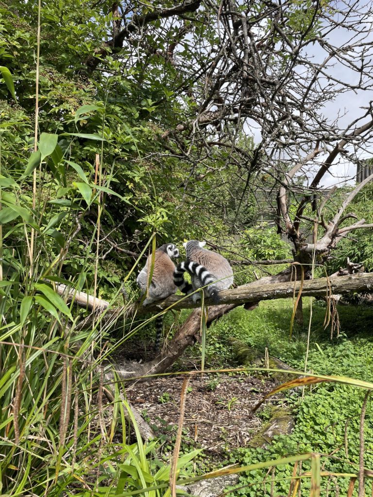 REVIEW - Howletts Wildlife Park. Lemurs at Howletts