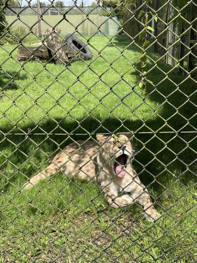 A lion roaring at Howletts 