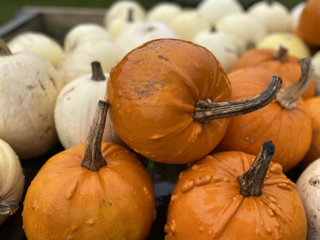 Display of pumpkin squashes