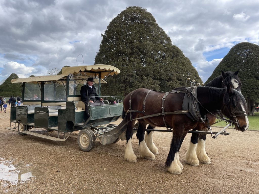 the shire horses at the palace 