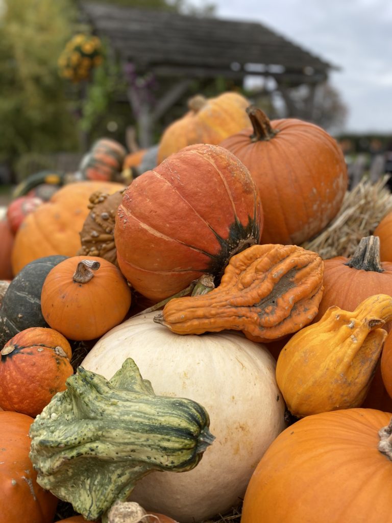 5 Fantastic Pumpkin Patches in Surrey and West Sussex