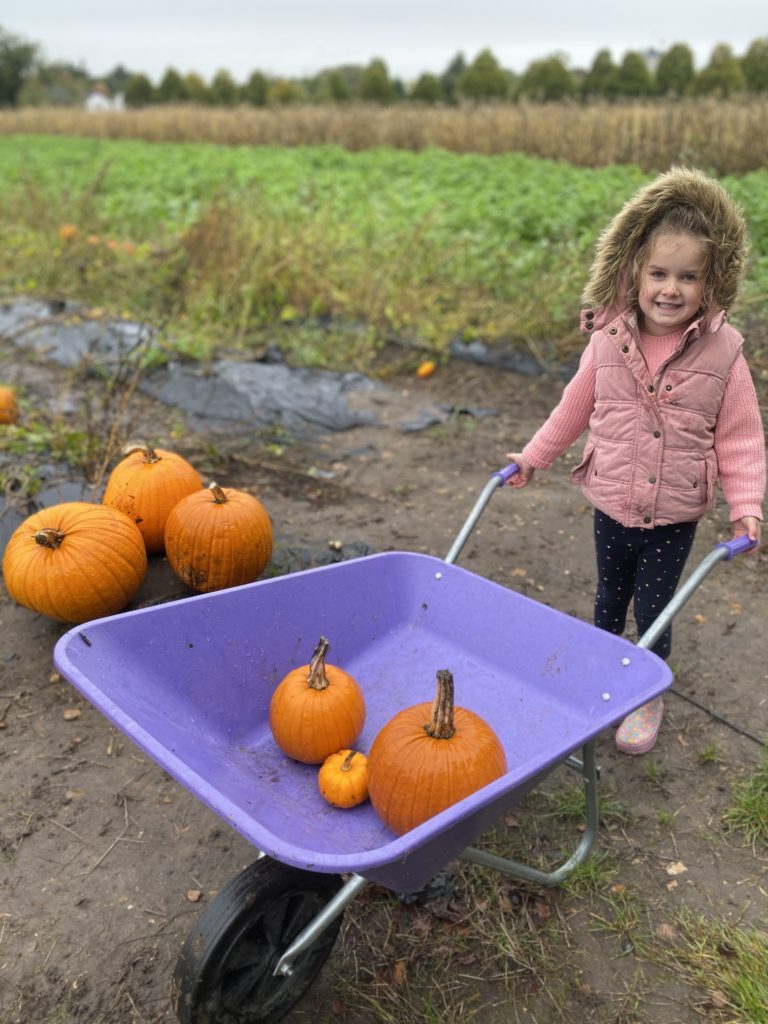 Picking pumpkins with a purple wheelbarrow