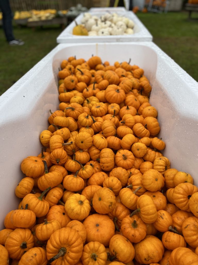 Crockford Bridge Farm Pumpkin Patch. A bath of orange pumpkins