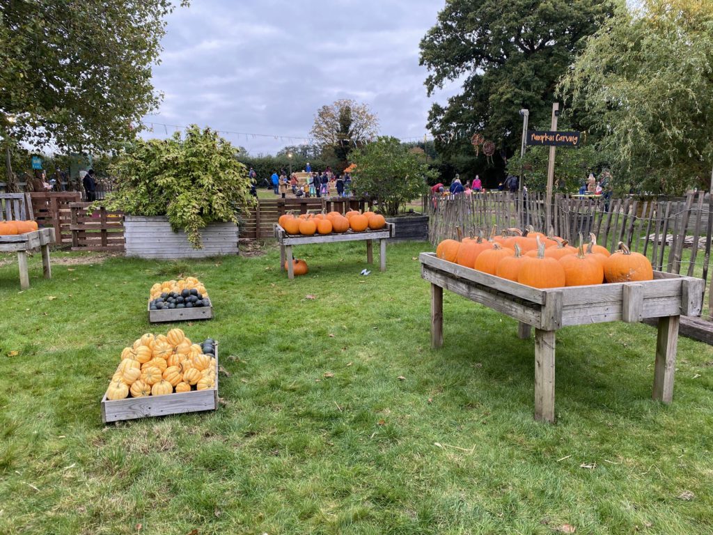 Crockford Bridge Farm Pumpkin Patch. Pumpkins on display