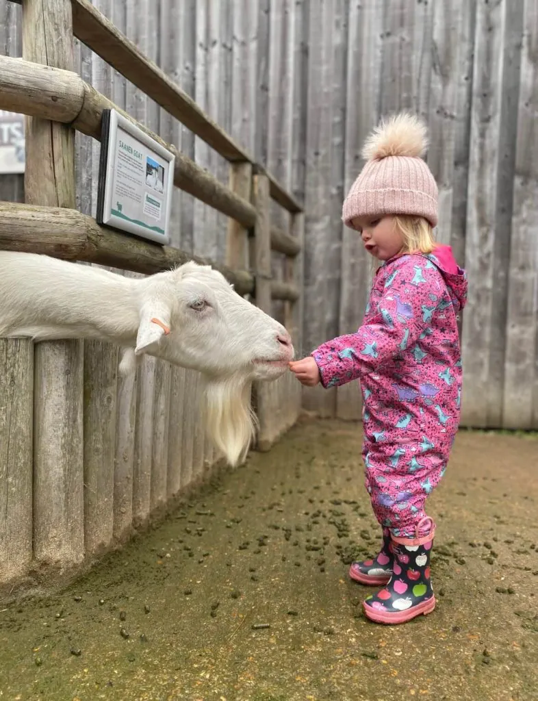 Feeding goats at Bocketts Farm Park