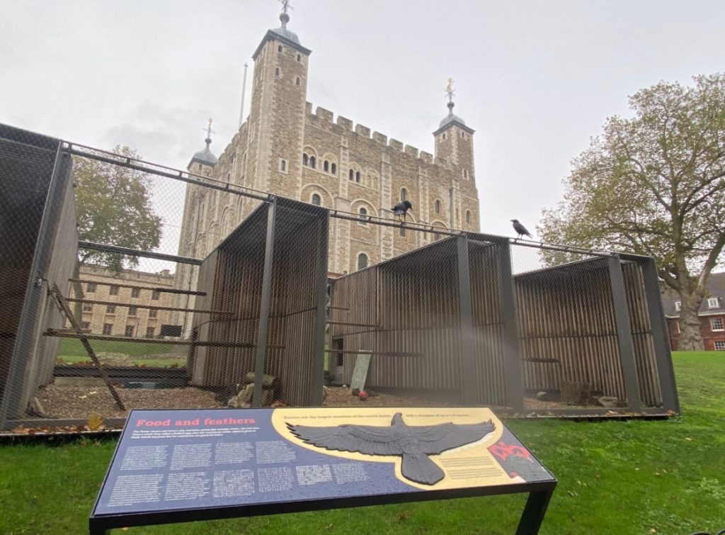 The Ravens at the Tower of London