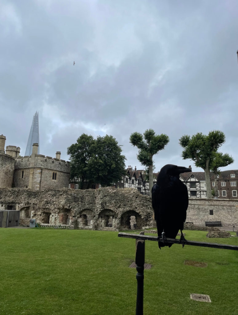 One of the amazing black ravens at the Tower of London