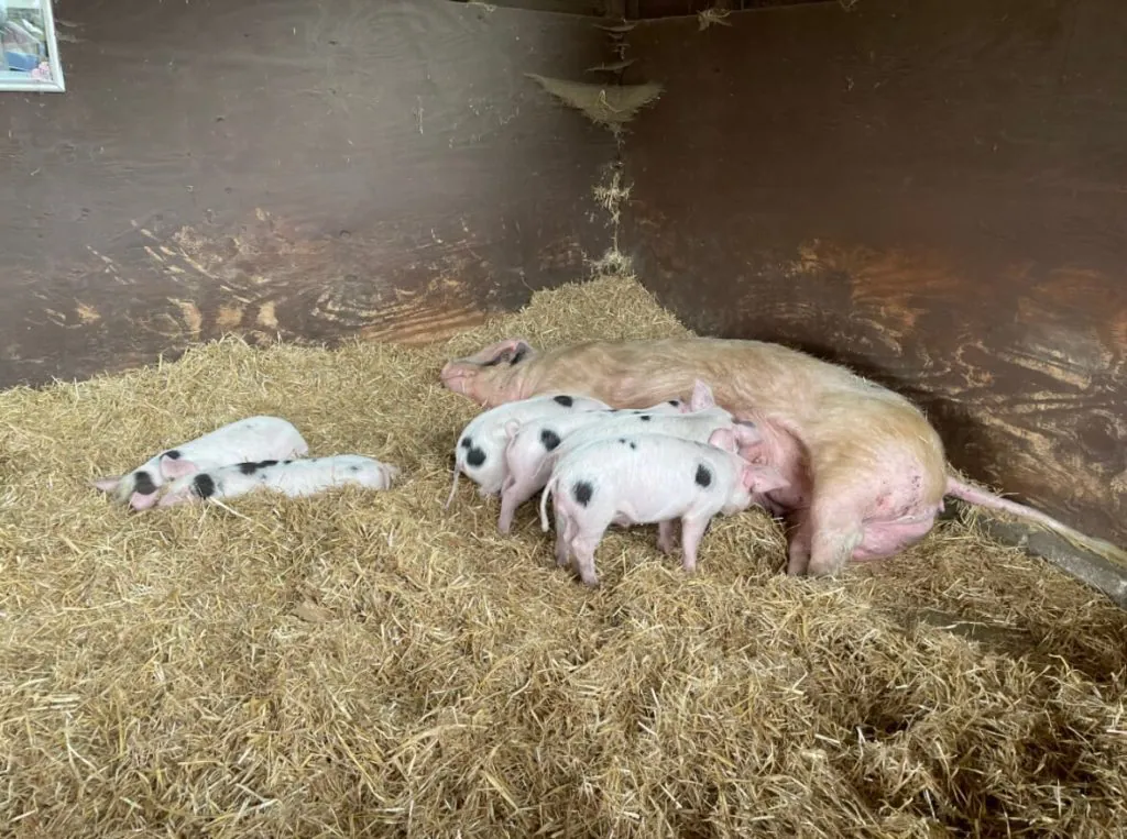 pig and her piglets 