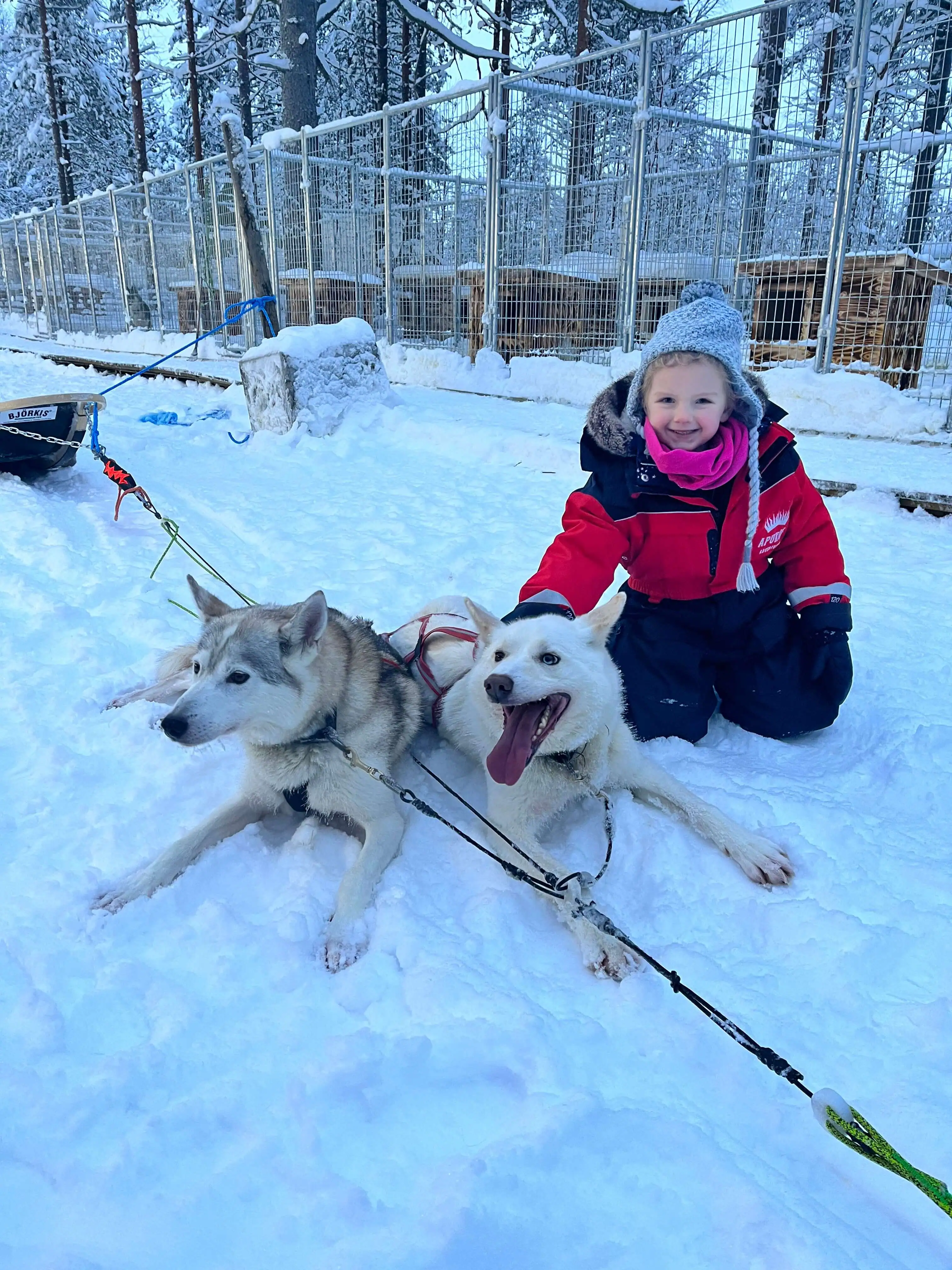 child stroking a husky in lapland 